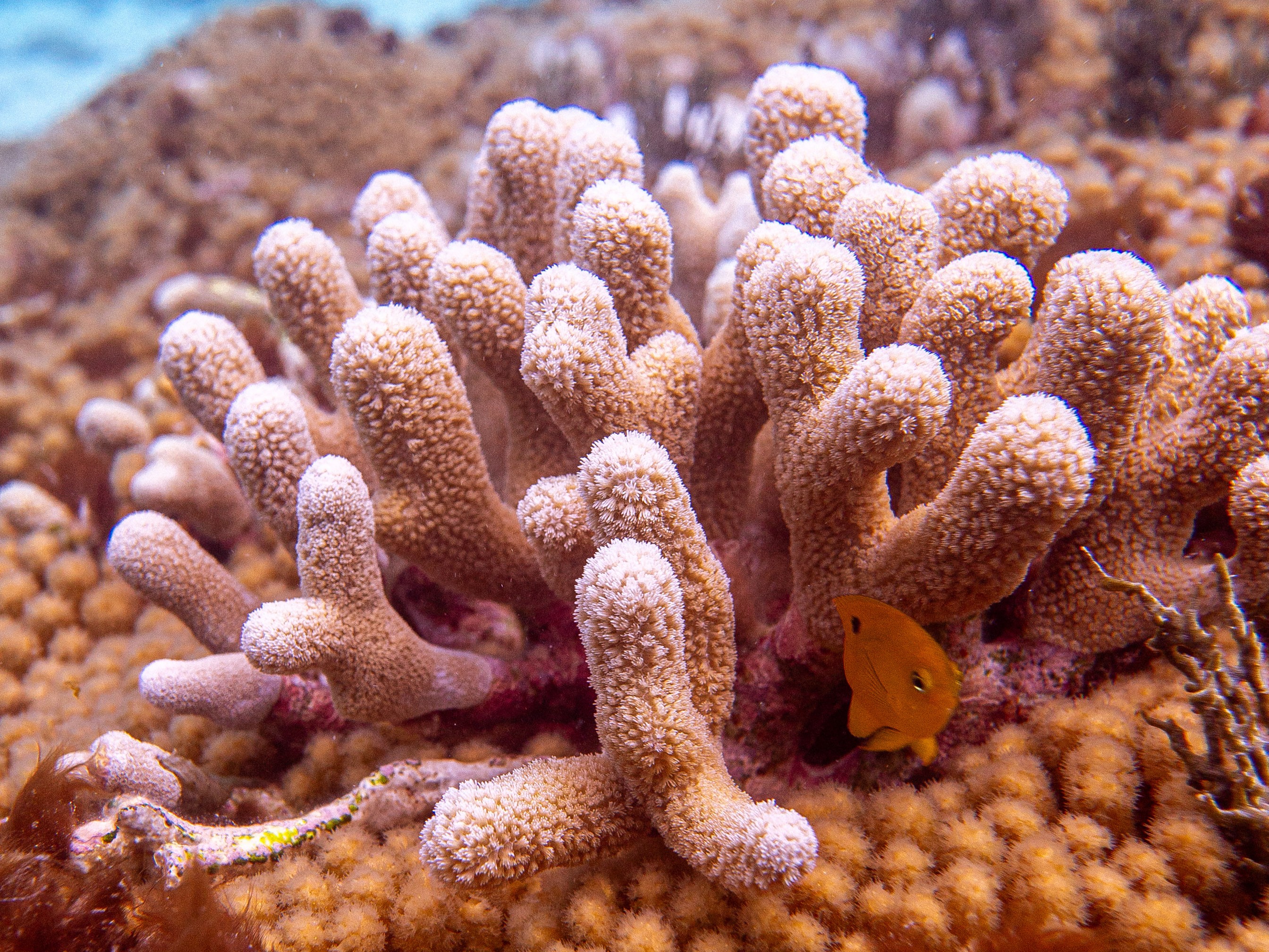 Reef