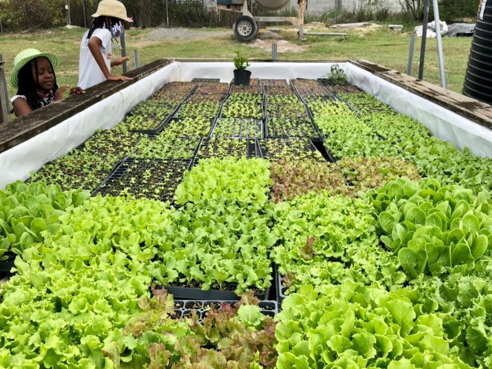 Agriculture
