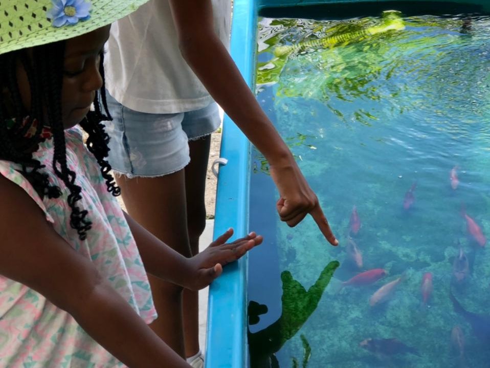 Fish