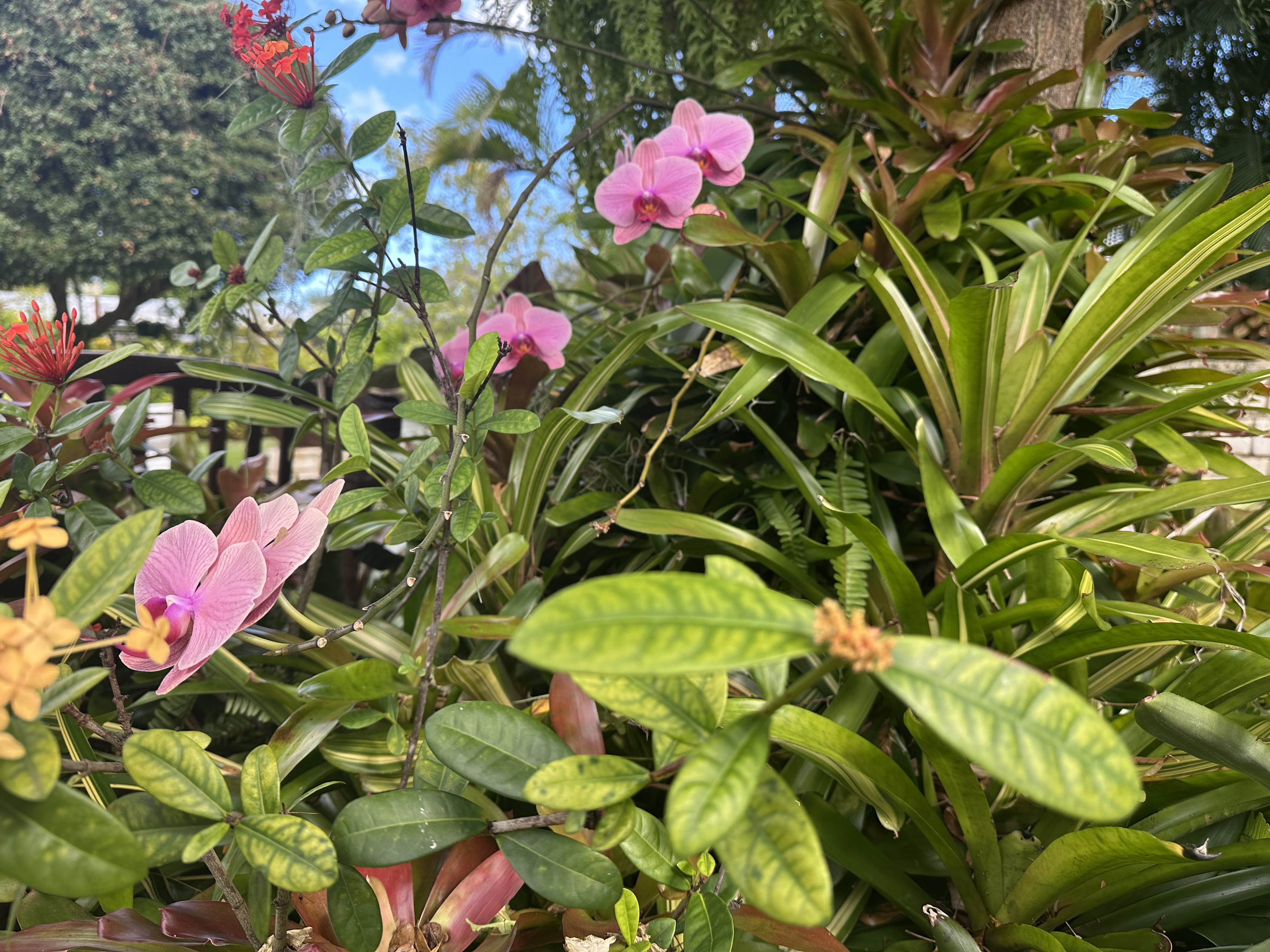 Plants